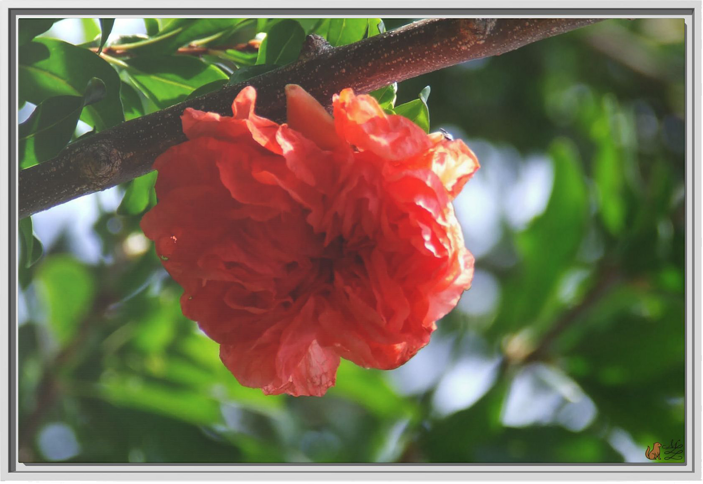 Scarlet Bloom Among The Green, Framed Canvas Print