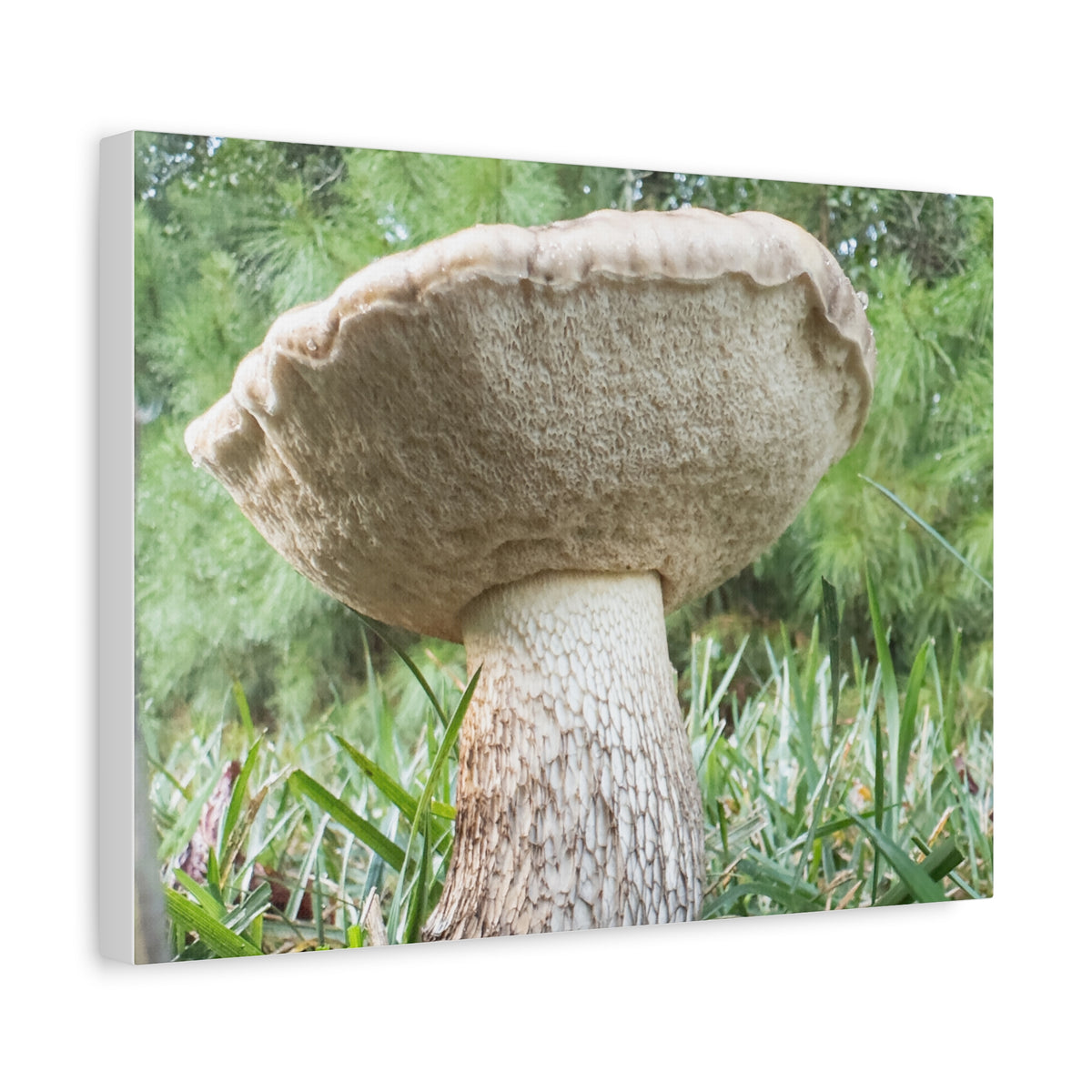 Senthyr Field Study No. 3: “The Architect” – Mushroom Stretched Canvas, 16 x 12 in