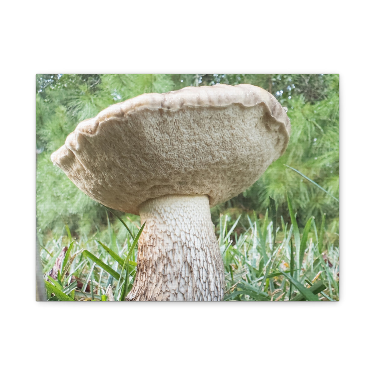 Senthyr Field Study No. 3: “The Architect” – Mushroom Stretched Canvas, 16 x 12 in